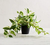 Faux Wandering Variegated Tradescantia Houseplant