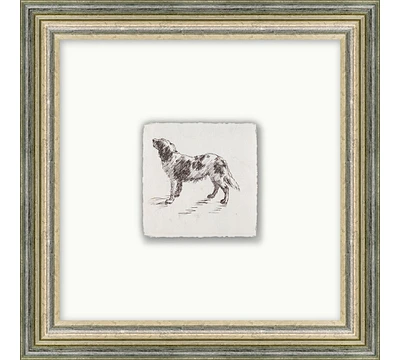 Sketched Dog Framed Print