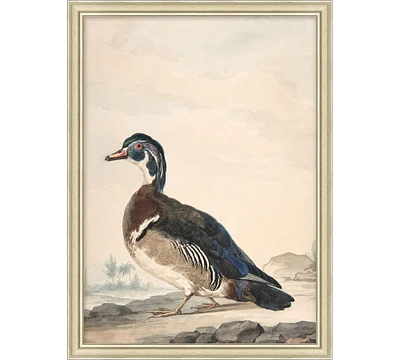 Duck Study Framed Print