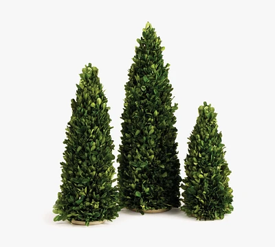 Preserved Boxwood Trees - Set of 3