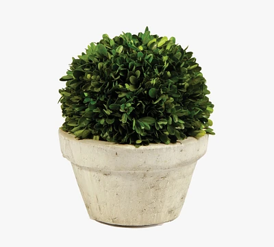 Preserved Boxwood Potted Ball