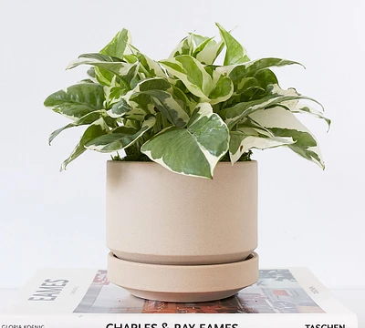 Modern Oatmeal Ceramic Planter