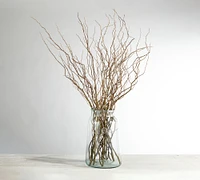 Live Curly Willow Branches