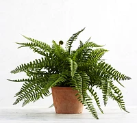 Faux Boston Fern Houseplant