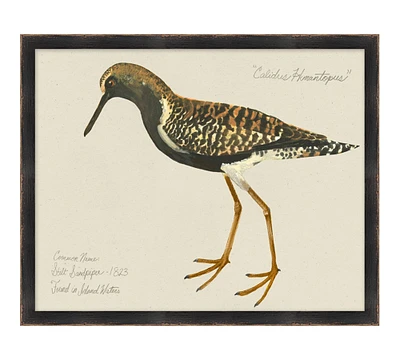 Silt Sandpiper Print