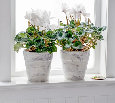 Marble Planters