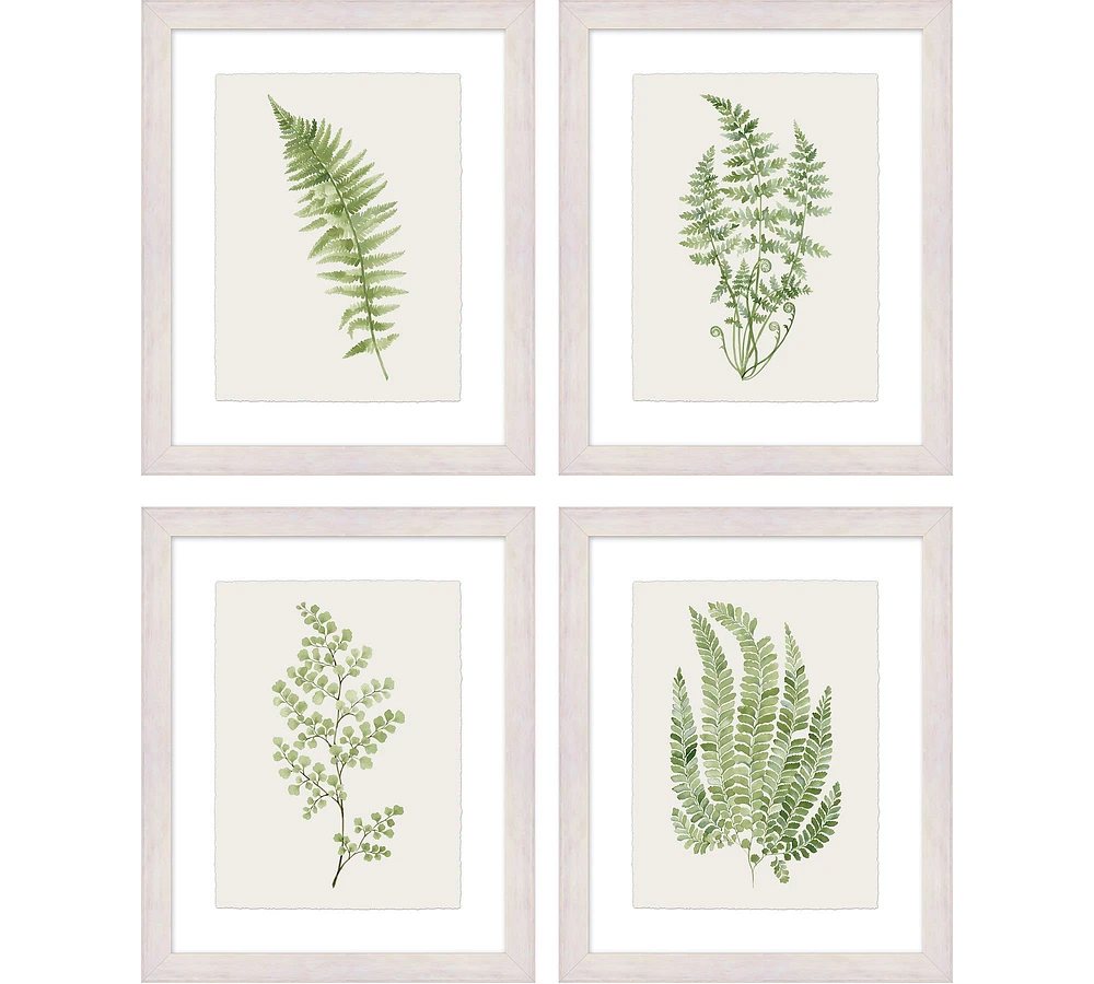 Green Fern Framed Print