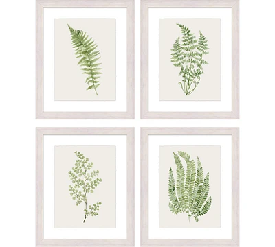 Green Fern Framed Print