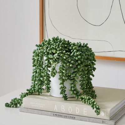 Faux Potted Donkey Tail Plant | West Elm