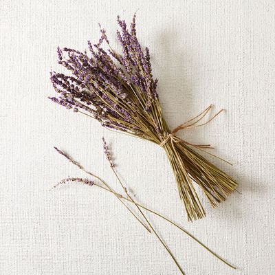 Dried Lavender Stem Bunch | West Elm