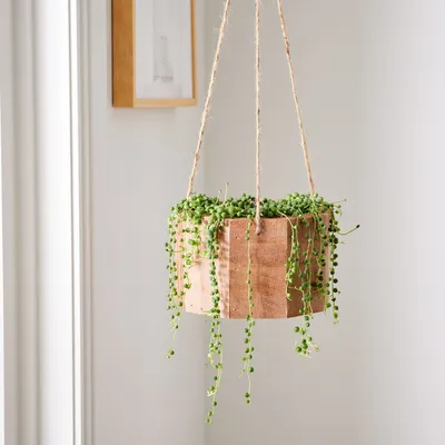 Live Succulent String of Pearls w/ Hanging Planter | West Elm