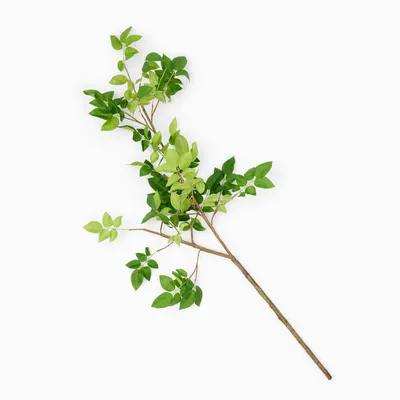 Faux Common Manzanita Bean Leaf Branch | West Elm