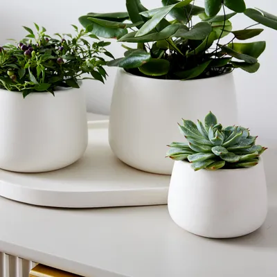 Dahlia Ceramic Planters - Set of 3 | West Elm