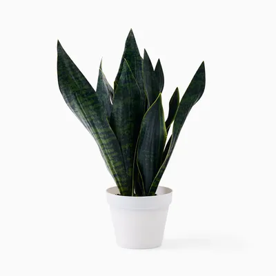 Faux Potted Snake Plant | West Elm