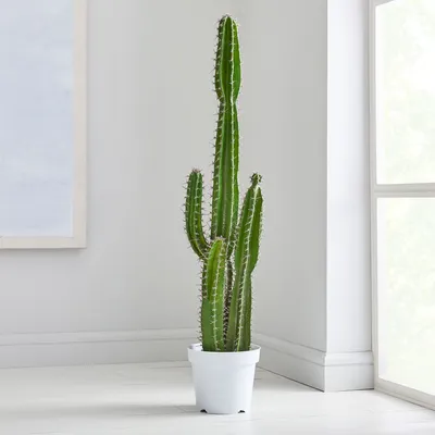Faux Potted Cactus Plant | West Elm