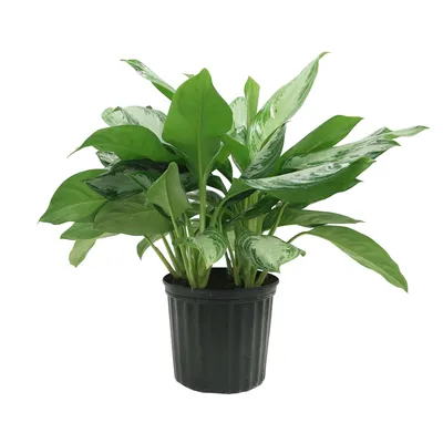 Live Aglaonema Plant w/ Grow Pot