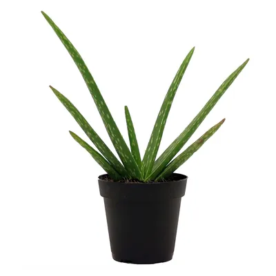 Live Aloe Vera Plant w/ Grow Pot | West Elm