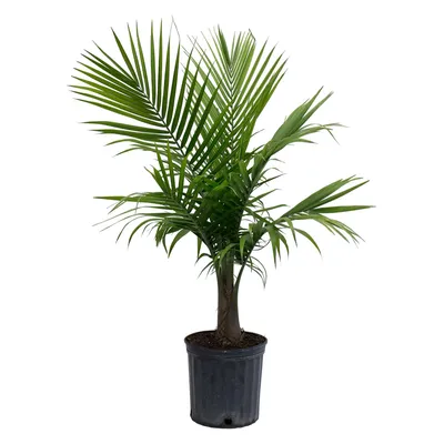 Live Majesty Palm Plant w/ Grow Pot | West Elm