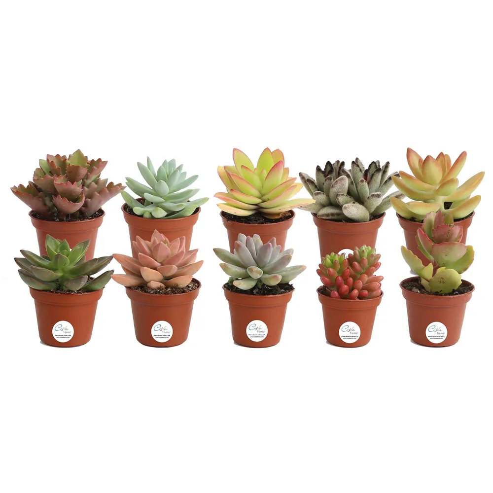 Live Assorted Succulents - Set of 10 | West Elm