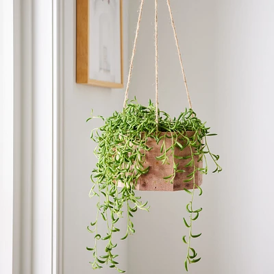 Live Succulent String of Bananas w/ Hanging Planter | West Elm