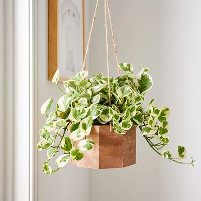 Live Mini Pothos Plant w/ Hanging Planter | West Elm