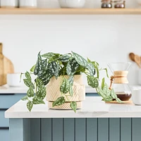 Faux Potted Green Leaf Plant | West Elm