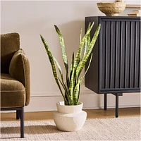 Faux Potted Snake Plant | West Elm