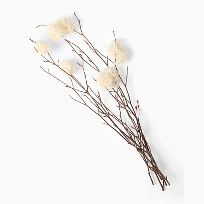 Dried Beech Branch & Hydrangea Stems | West Elm