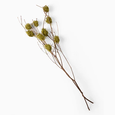 Dried Mountain Laurel w/ Moss Branch | West Elm