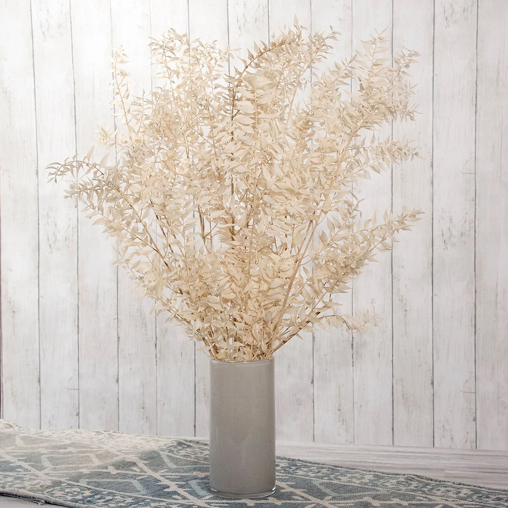 Dried Ivory Ruscus Branch | West Elm