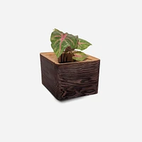 Formr Diamond Self-Watering Planter | West Elm