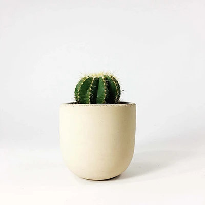 SETTLEWELL Concrete Bowl Planters | West Elm