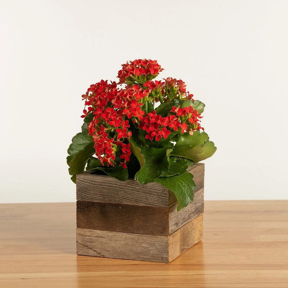 Faux Kalanchoe Plant w/ Reclaimed Wood Planter