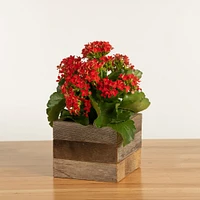 Faux Kalanchoe Plant w/ Reclaimed Wood Planter | West Elm