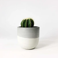 SETTLEWELL Concrete Bowl Planters | West Elm