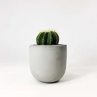 SETTLEWELL Concrete Bowl Planters | West Elm