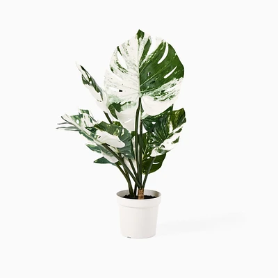 Faux Potted Variegated Monstera Plant | West Elm