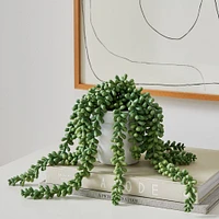 Faux Potted Donkey Tail Plant | West Elm