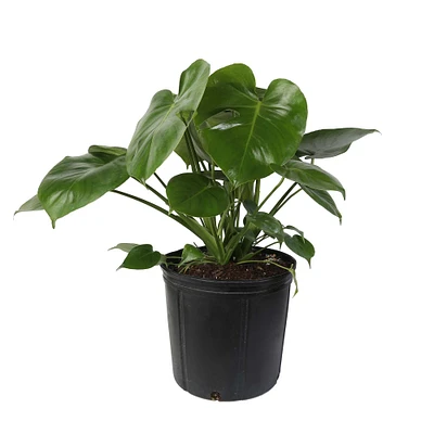 Live Monstera Plant w/ Grow Pot | West Elm