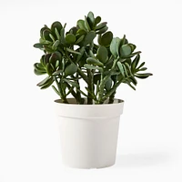 Faux Potted Jade Plant | West Elm