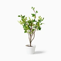 Faux Potted Bursera Plant | West Elm