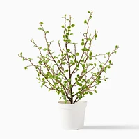 Faux Potted Sparse Fern Plant | West Elm