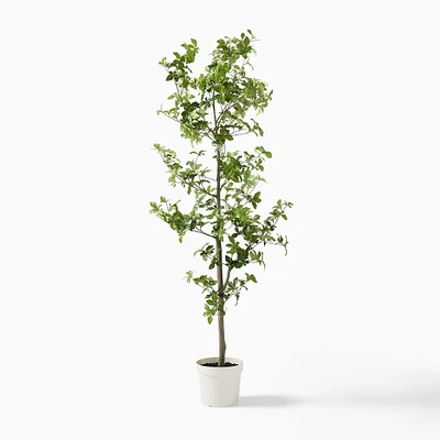 Faux Potted Quince Leaf Tree | West Elm