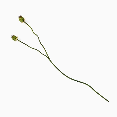 Faux Snake Ball Allium Stem | West Elm