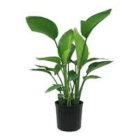 Live Bird Of Paradise Plant w/ Grow Pot | West Elm