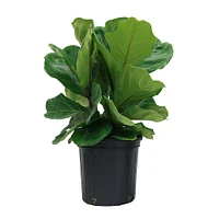 Live Ficus Plant w/ Grow Pot | West Elm