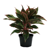 Live Aglaonema Plant w/ Grow Pot - 14" | West Elm