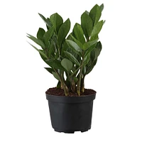 Live ZZ Plant w/ Grow Pot | West Elm