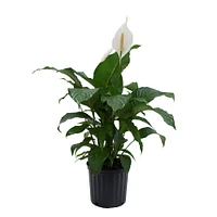 Live Peace Lily Plant | West Elm