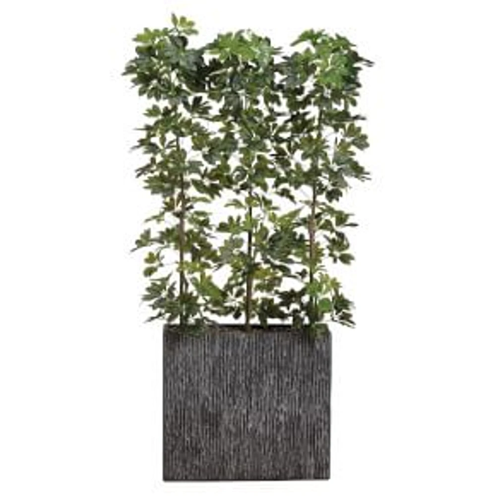 Faux Potted Eva Schefflera, 6.5', Green